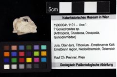 Foto (Objket + Etiketten) von ? Goniodromites sp. 